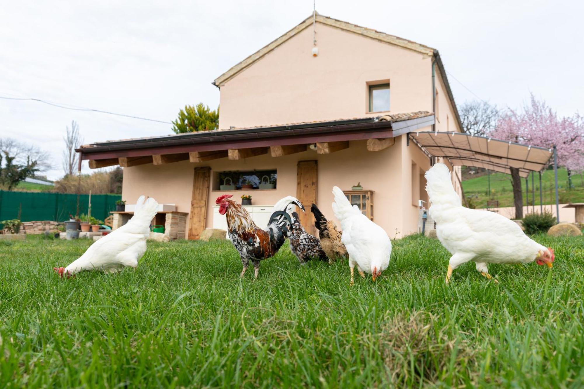 B&B Le Rondini Ostra Senigallia Casine  ภายนอก รูปภาพ